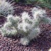 Cylindropuntia_echinocarpa